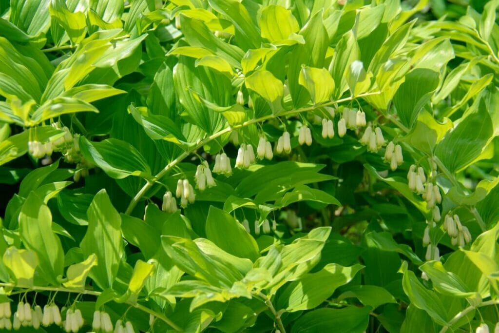 Polygone de Salomon (Polygonatum biflorum)