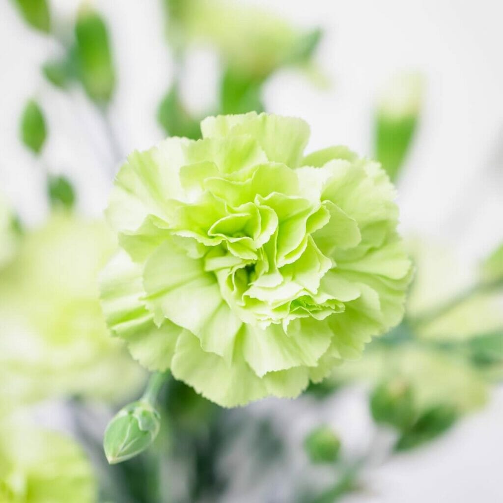 Oeillet (Dianthus caryophyllus)