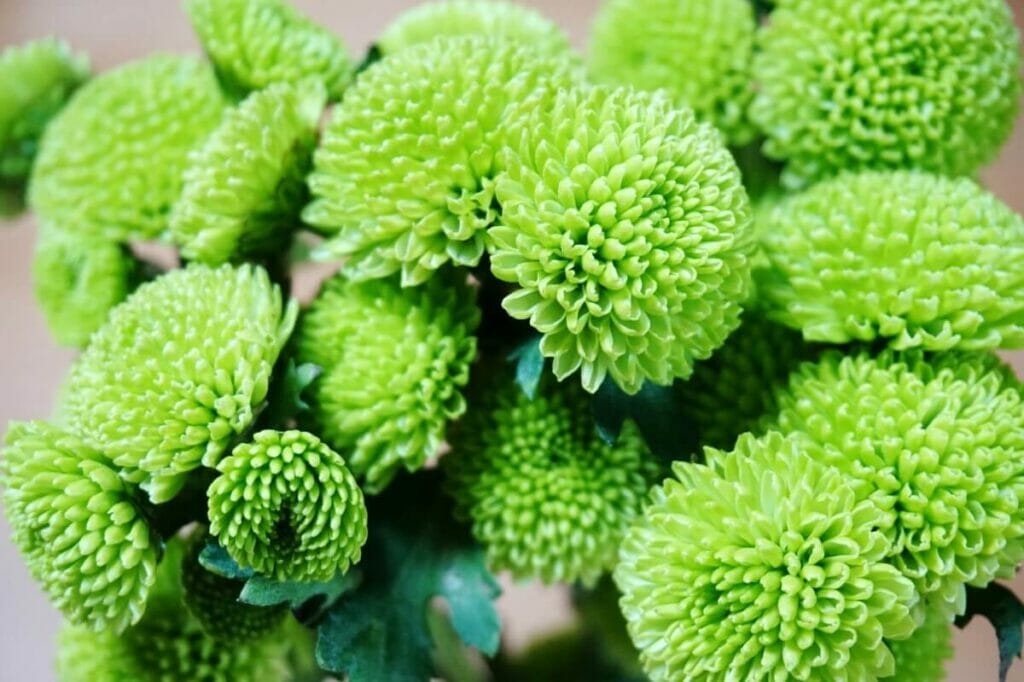 Chrysanthème (Chrysanthemum)