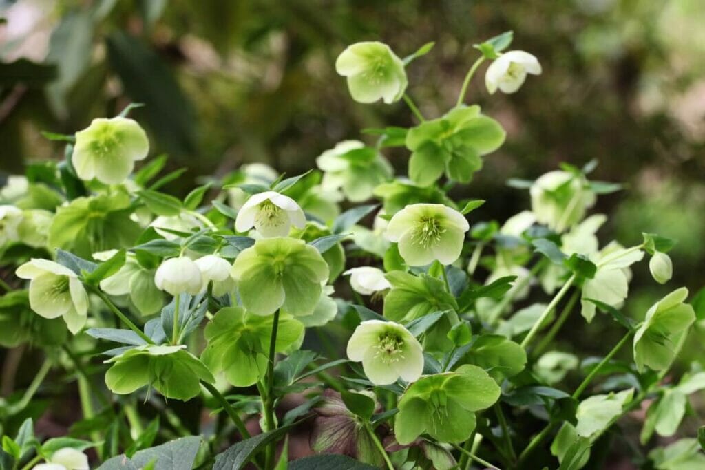 Hellébore vert (Helleborus viridis)
