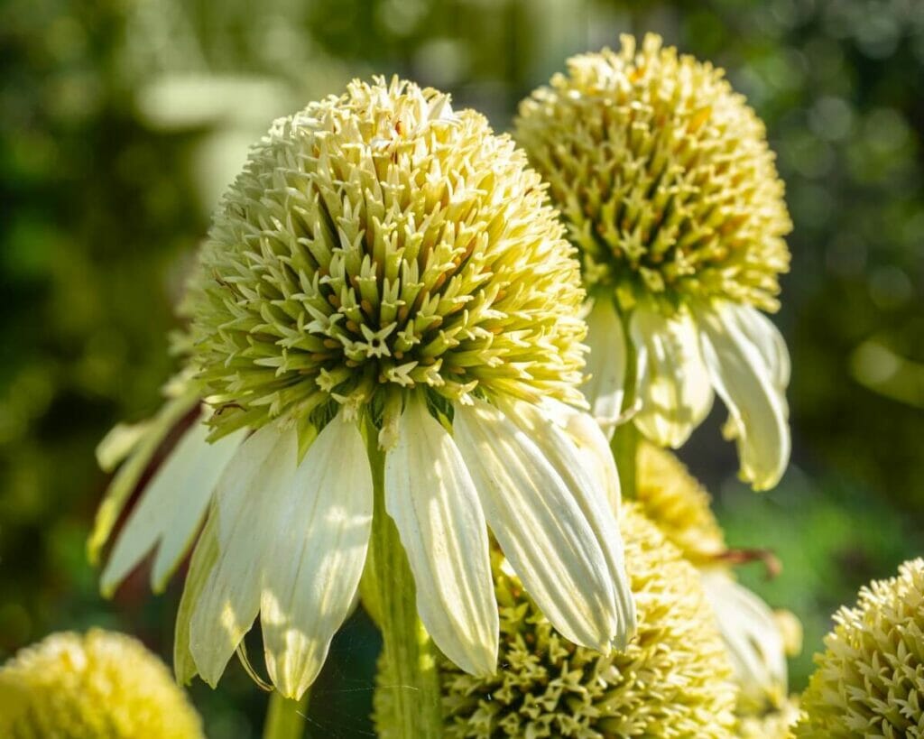 Echinacea purpurea 'Coconut Lime' (Echinacea purpurea 'Coconut Lime')