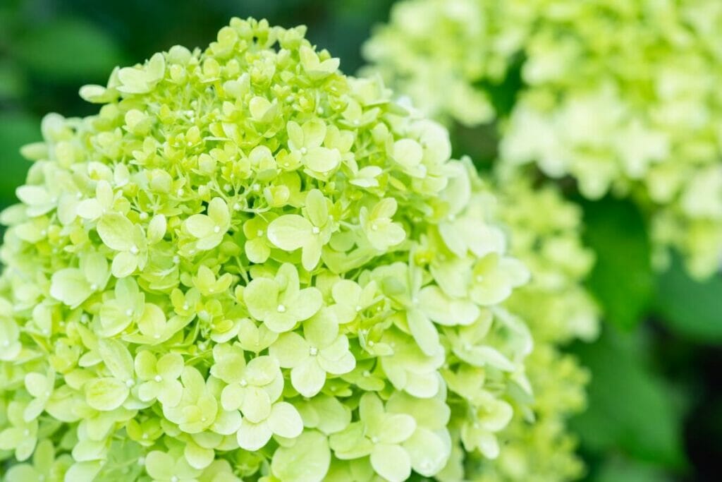 Hortensia (Hydrangea)