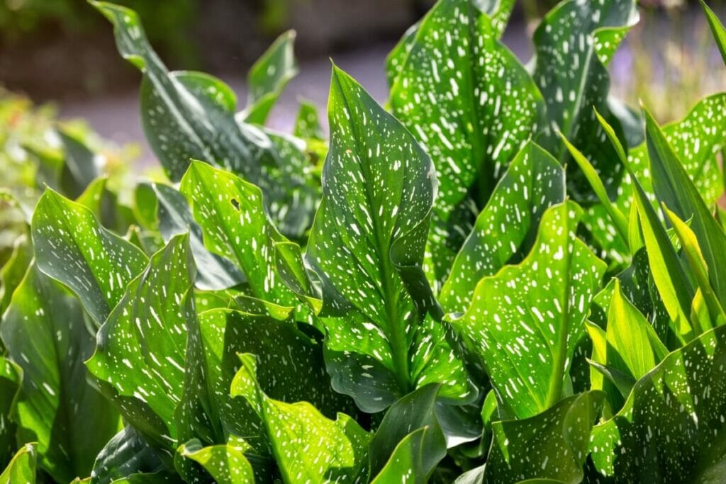 Calla Lily 'Green Goddess' (Zantedeschia aethiopica 'Green Goddess')