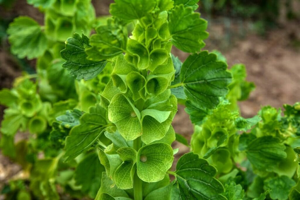 Cloches d'Irlande (Moluccella laevis)