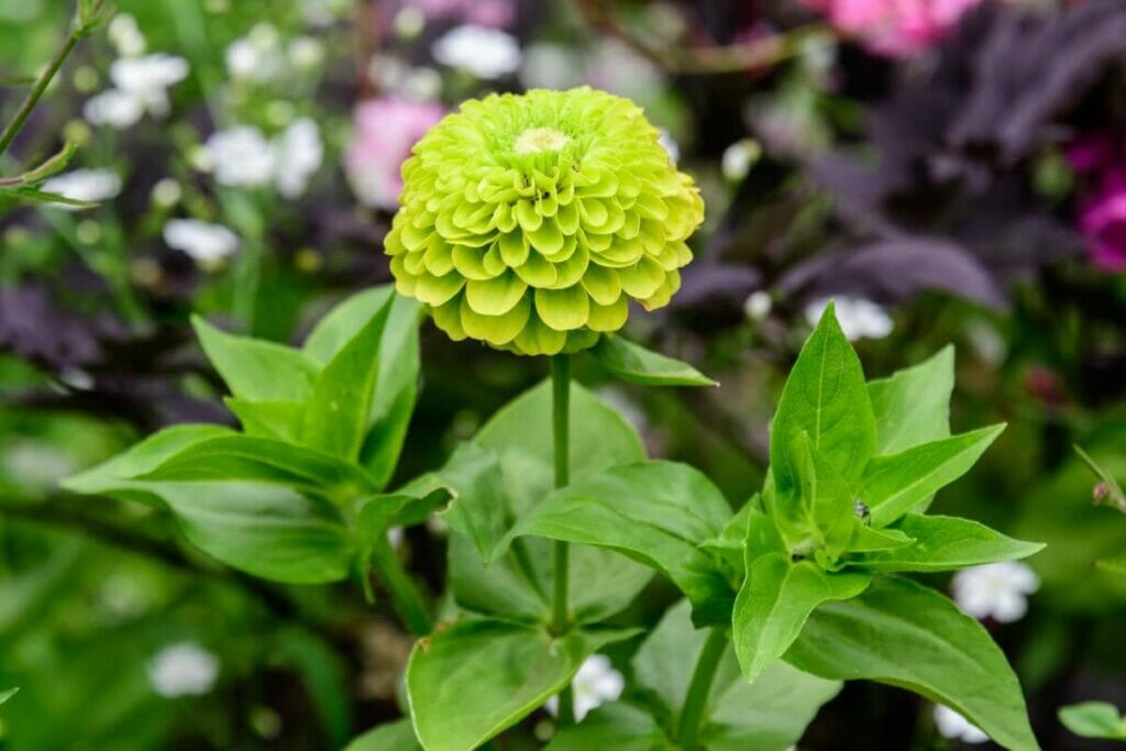 Zinnia (Zinnia)