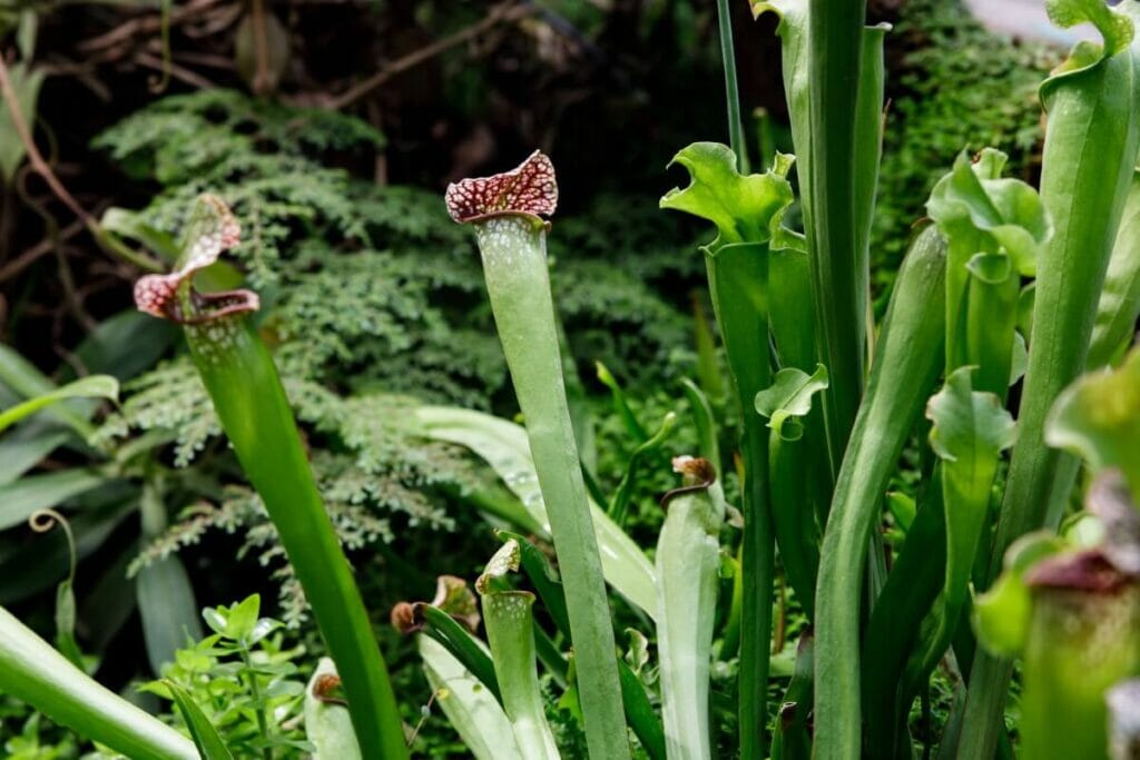 Sarracénie pourpre (Sarracenia rubra)