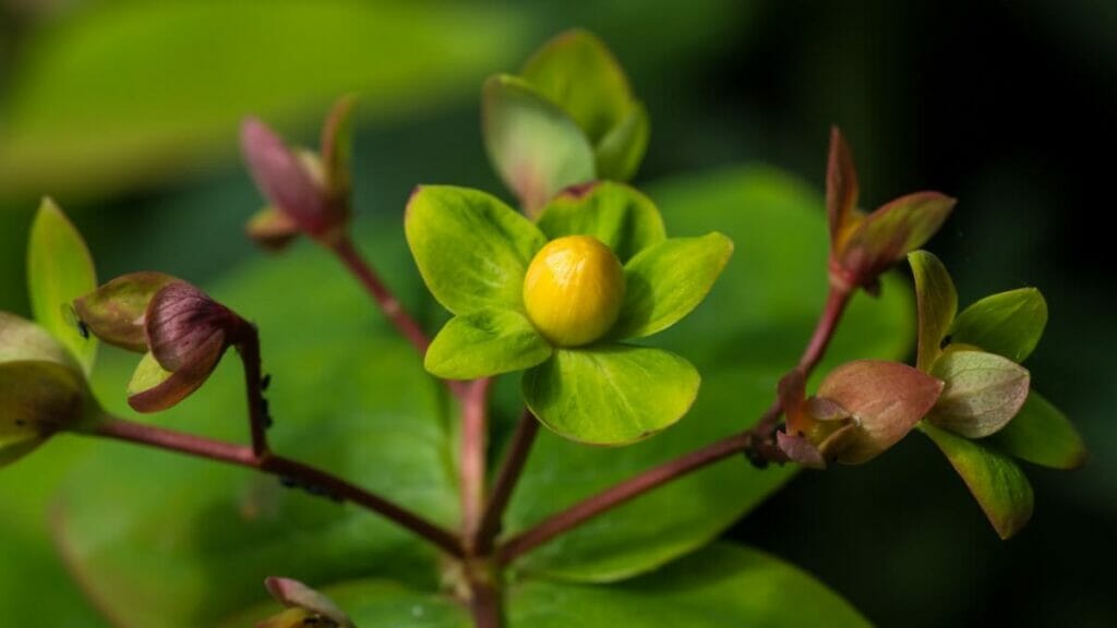 Ambre doux (Hypericum androsaemum)