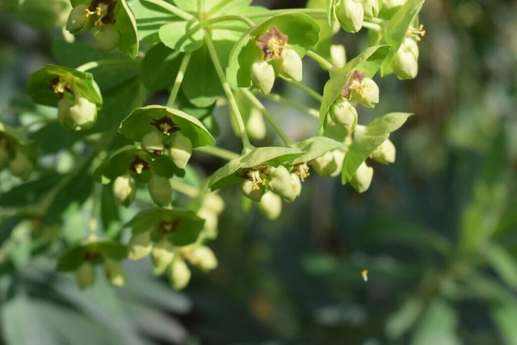 Euphorbe méditerranéenne (Euphorbia characias)