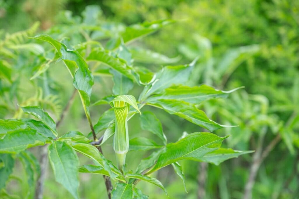 Arisème triphylle (Arisaema triphyllum)