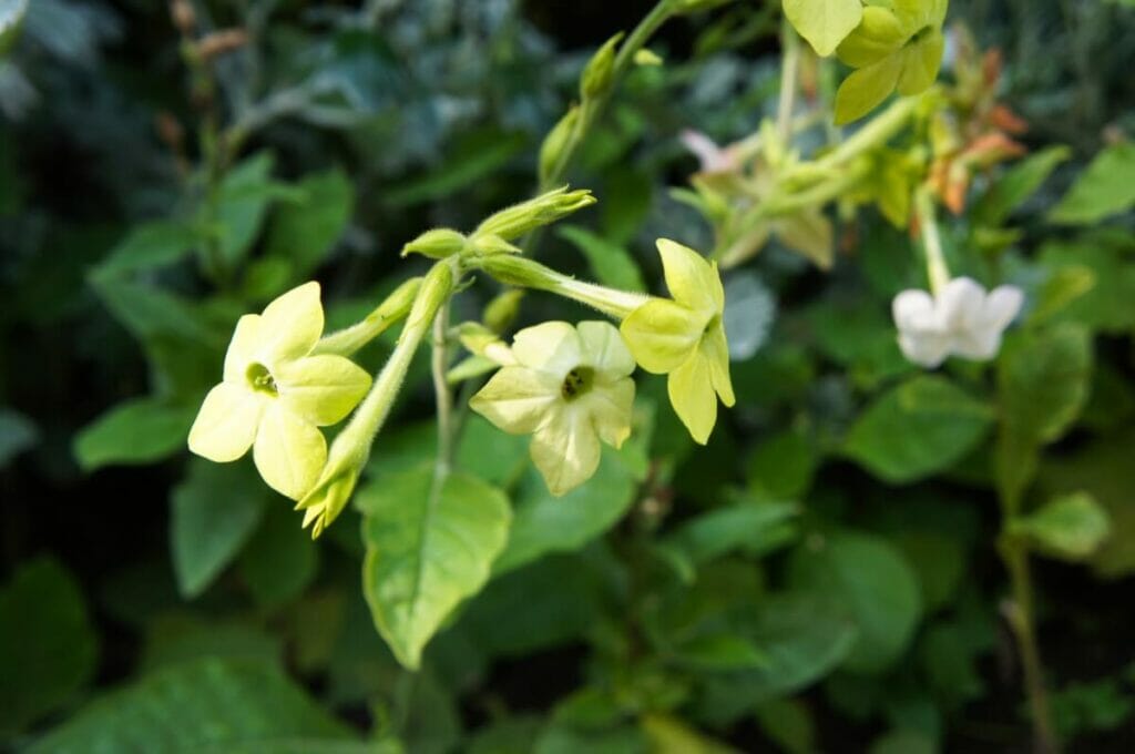 Tabac à fleurs (Nicotiana alata)