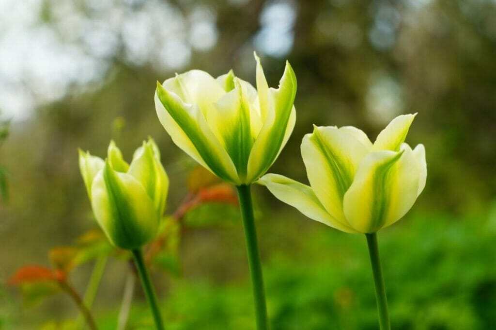 Tulipe (Tulipa viridiflora)