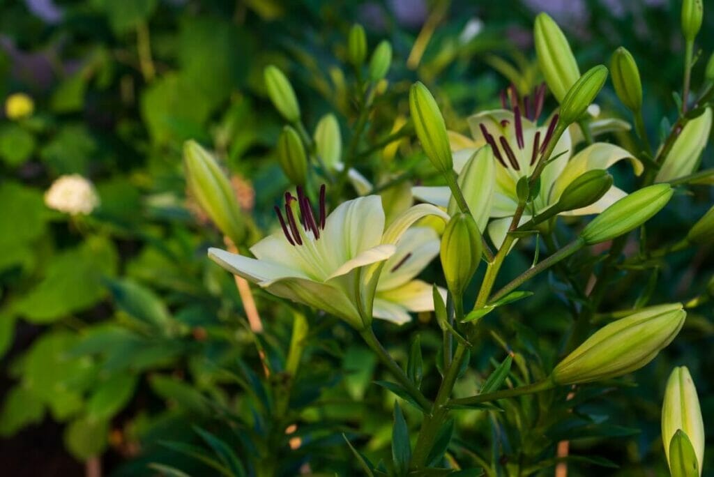 Hémérocalle 'Green Flutter' (Hemerocallis 'Green Flutter')