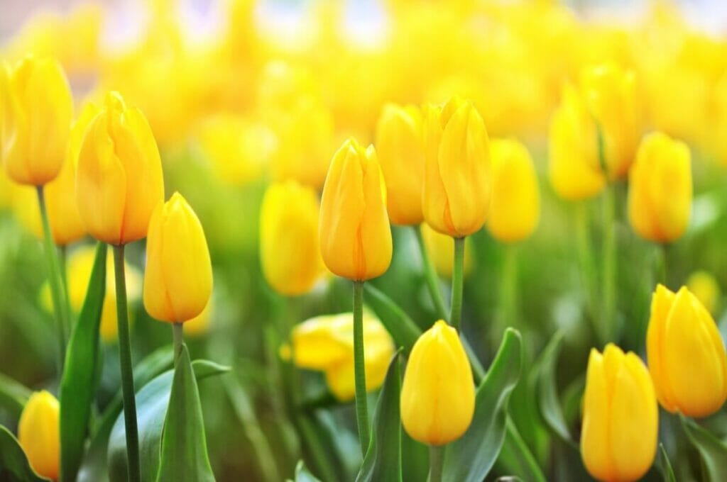 Les Kiiroichurippu (tulipes jaunes) sont des types de fleurs japonaises très populaires
