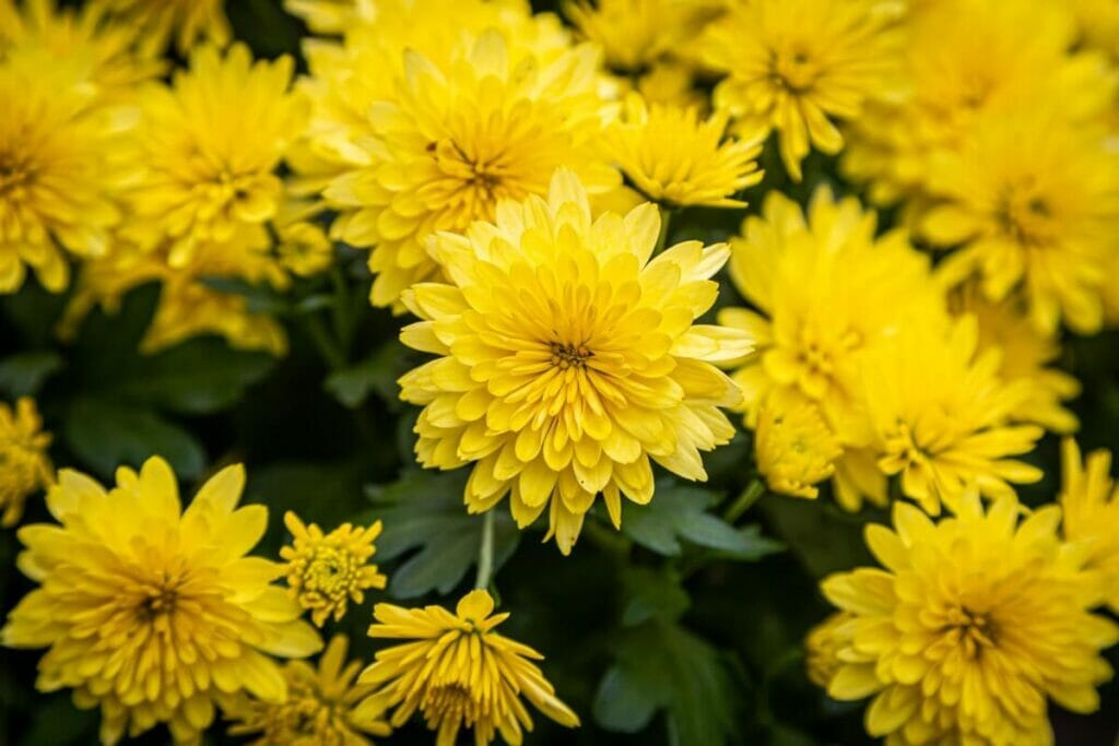 Les Kigiku (chrysanthèmes jaunes) sont des fleurs japonaises très populaires.