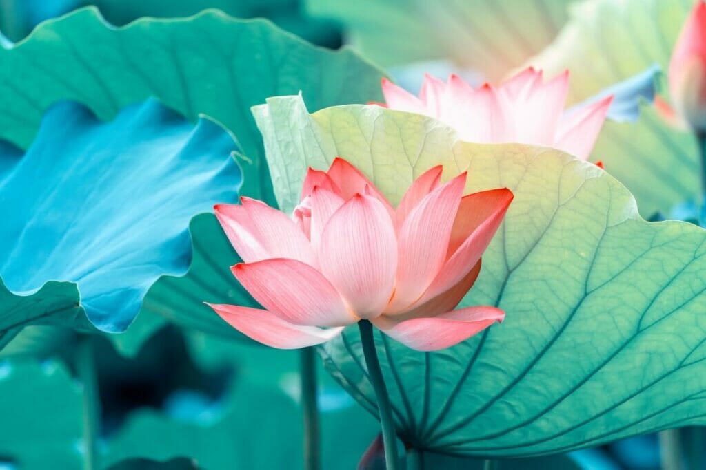 Les Hasu (Lotus) sont des fleurs japonaises très populaires.