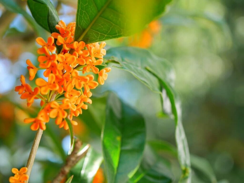 Kinmokusei (Osmanthus orange)