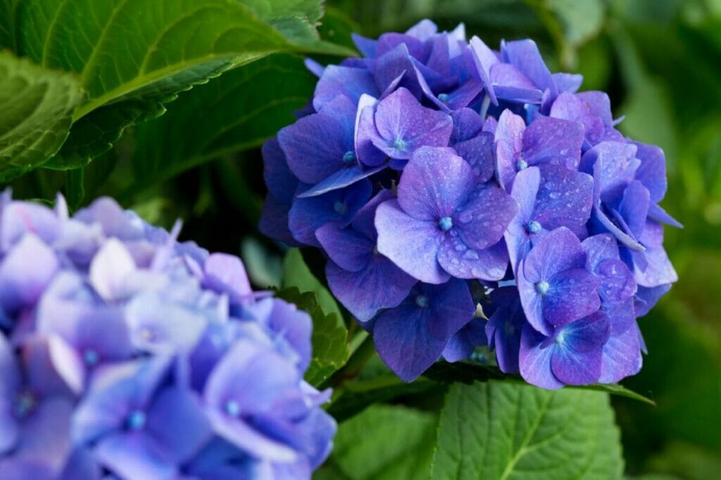 Les Ajisai (hortensia) sont des fleurs japonaises très populaires.