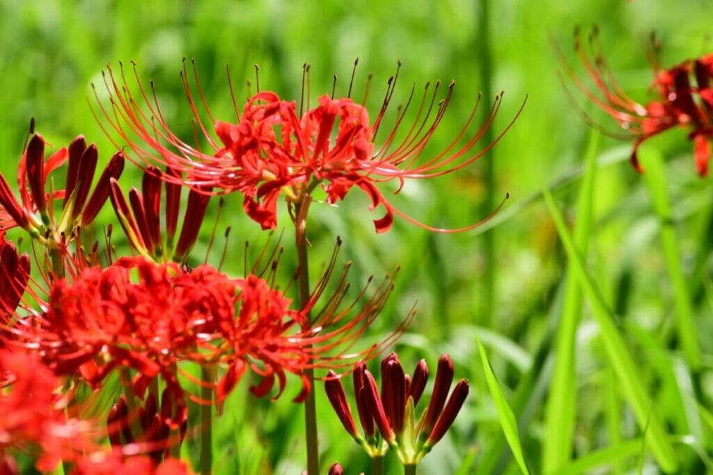 Les majushage (lys araignée rouge) sont des fleurs japonaises très populaires.