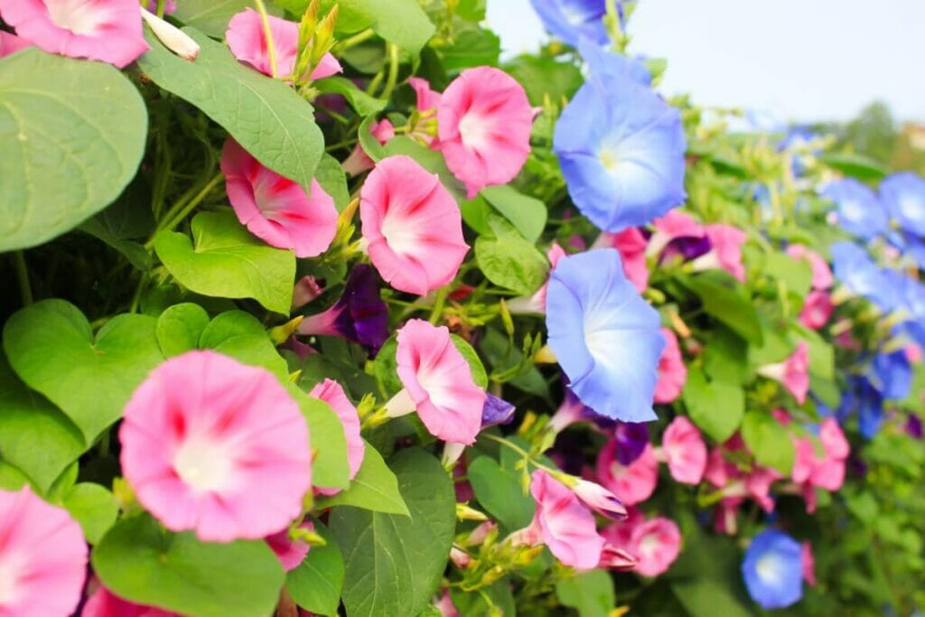 Les Asagao (gloires du matin) sont des fleurs japonaises très populaires.