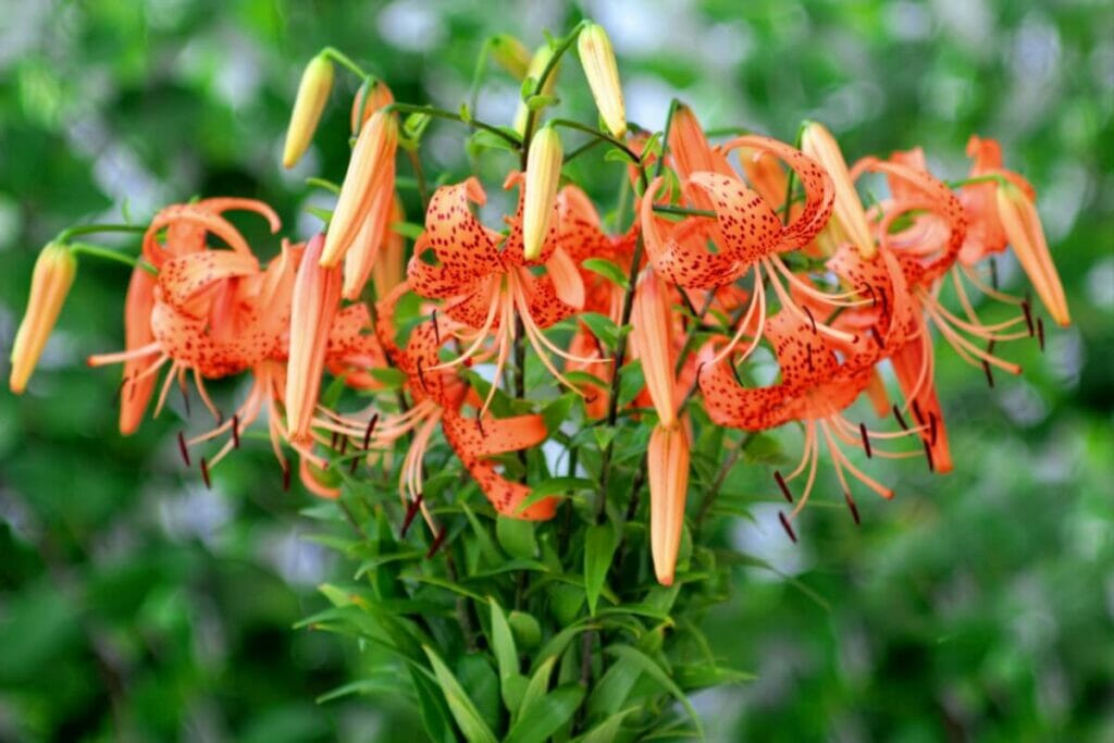 Les Oniyuri (lys tigré) sont des fleurs japonaises très populaires.