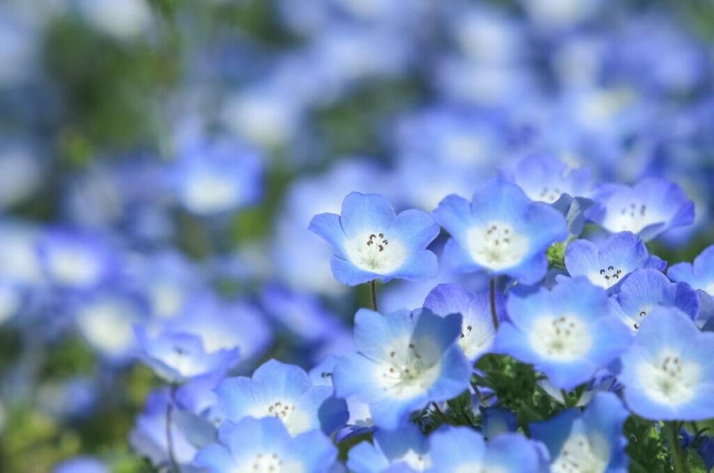 Les Rurikarakusa (Nemophila) sont des fleurs japonaises très populaires.
