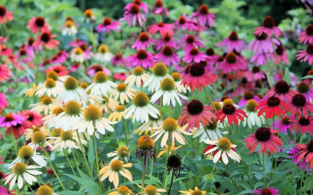 A propos de l'échinacée / des fleurs mellifères
