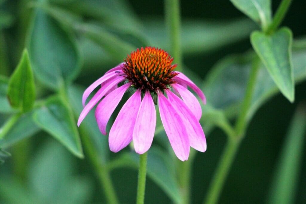 Echinacea angustifolia - Coneflower à feuilles étroites