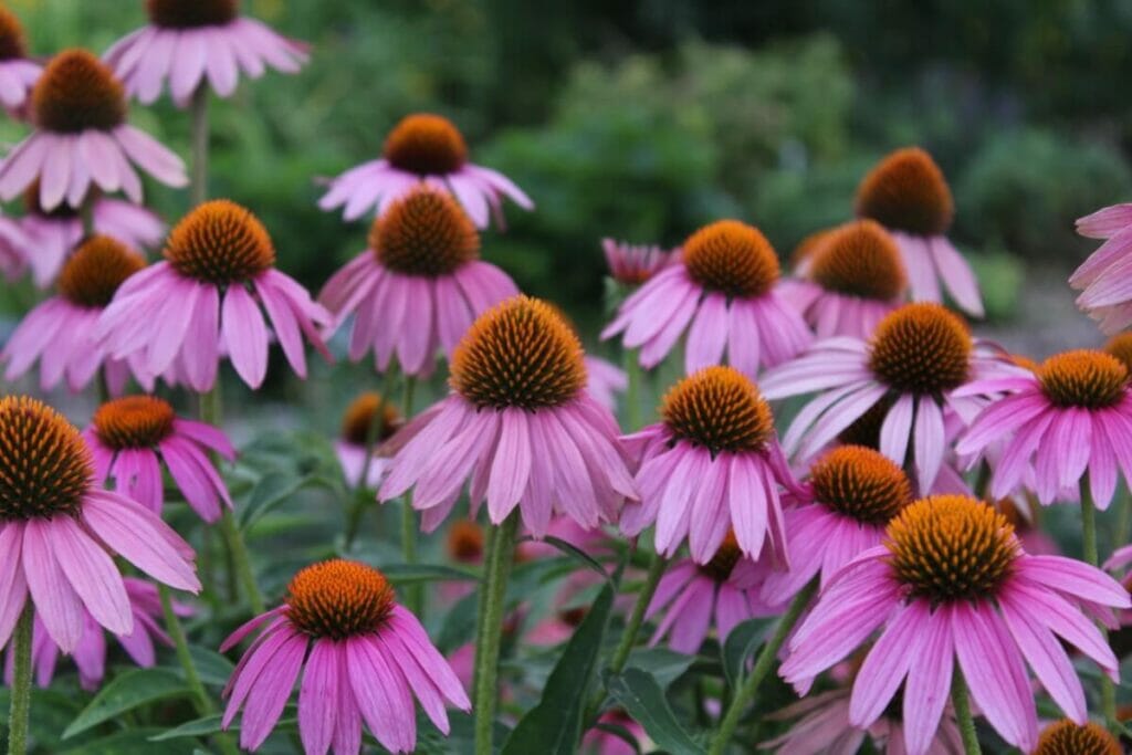 Echinacea purpurea - Coneflower pourpre