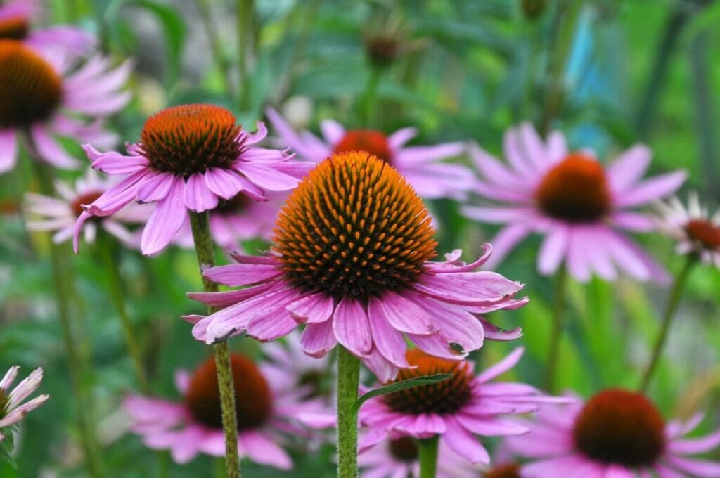 Echinacea atrorubens - Renoncule de Topeka