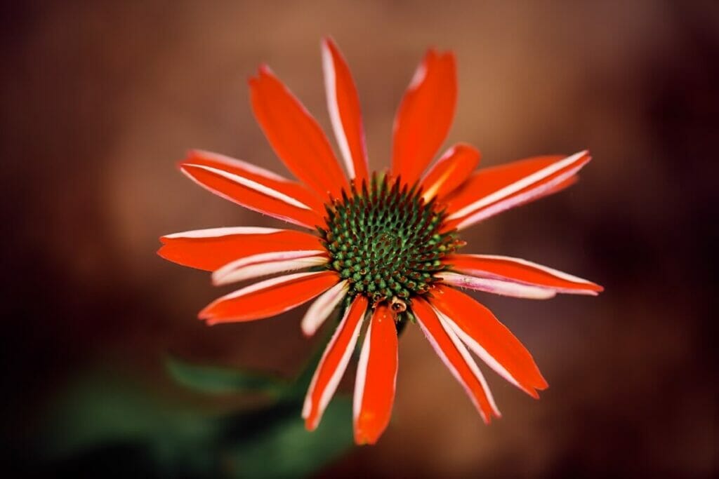 Echinacea tennesseensis - Tournesol du Tennessee