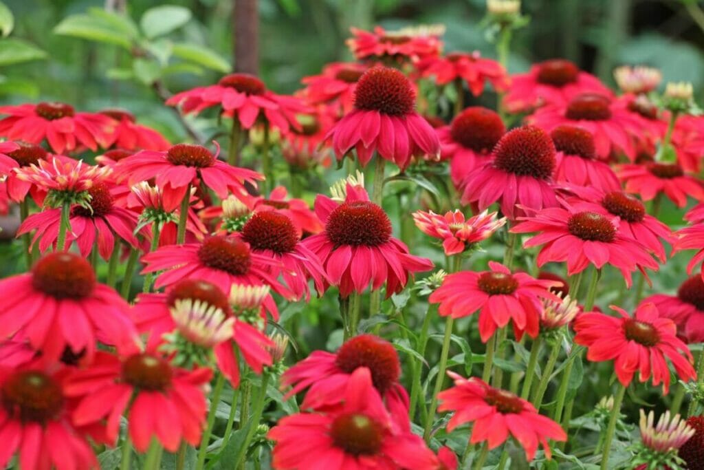 Echinacea purpurea 'Balsomsed/Sombrero Salsa Red'