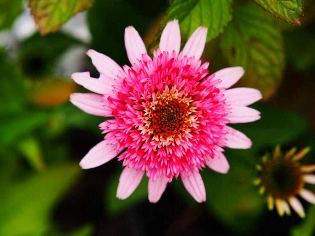 Echinacea purpurea 'Butterfly Kisses' (baiser de papillon)