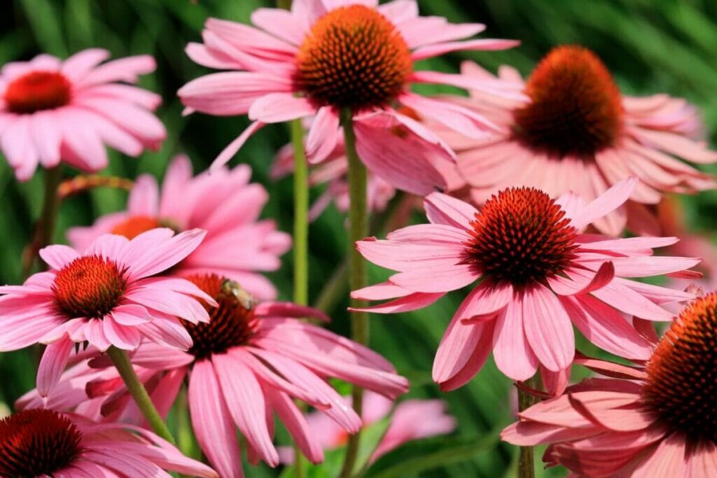 Echinacea purpurea 'Bravado'