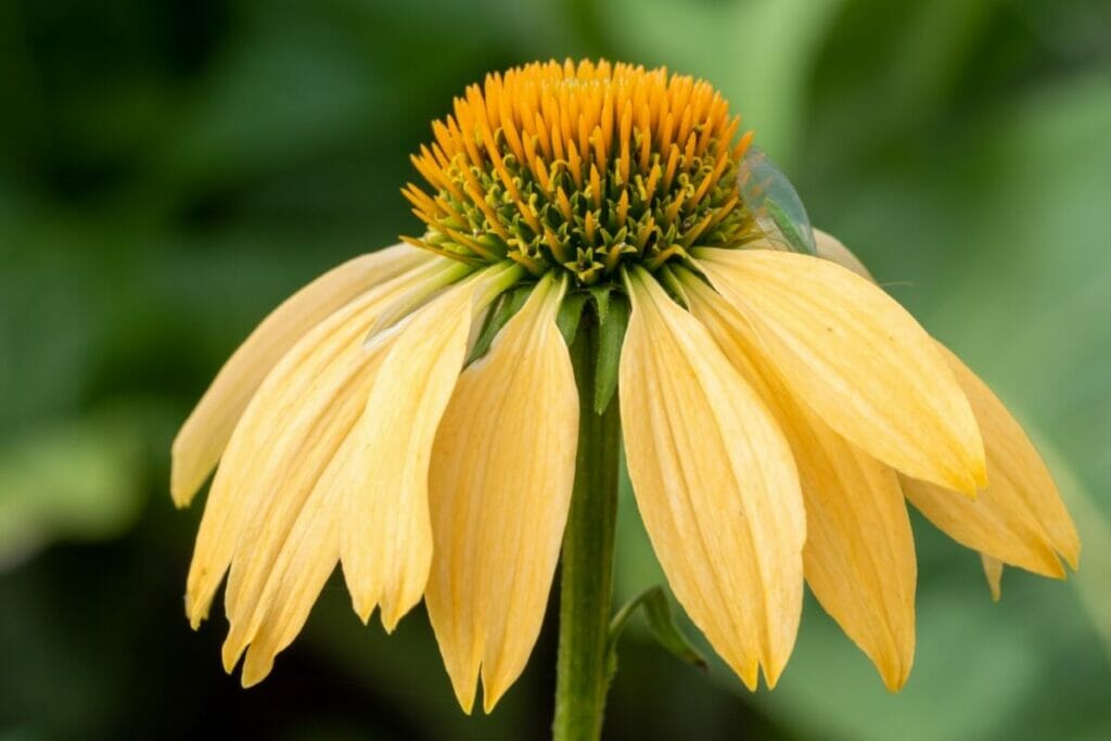 Echinacea 'Harvest Moon'