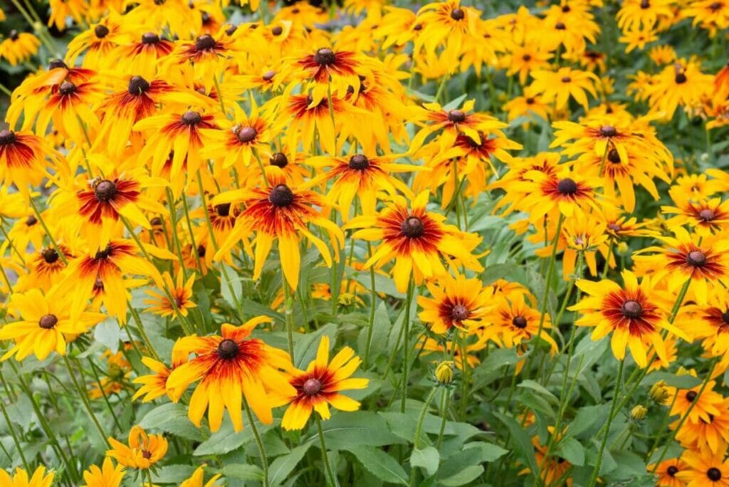Echinacea 'Fiery Meadow Mama'