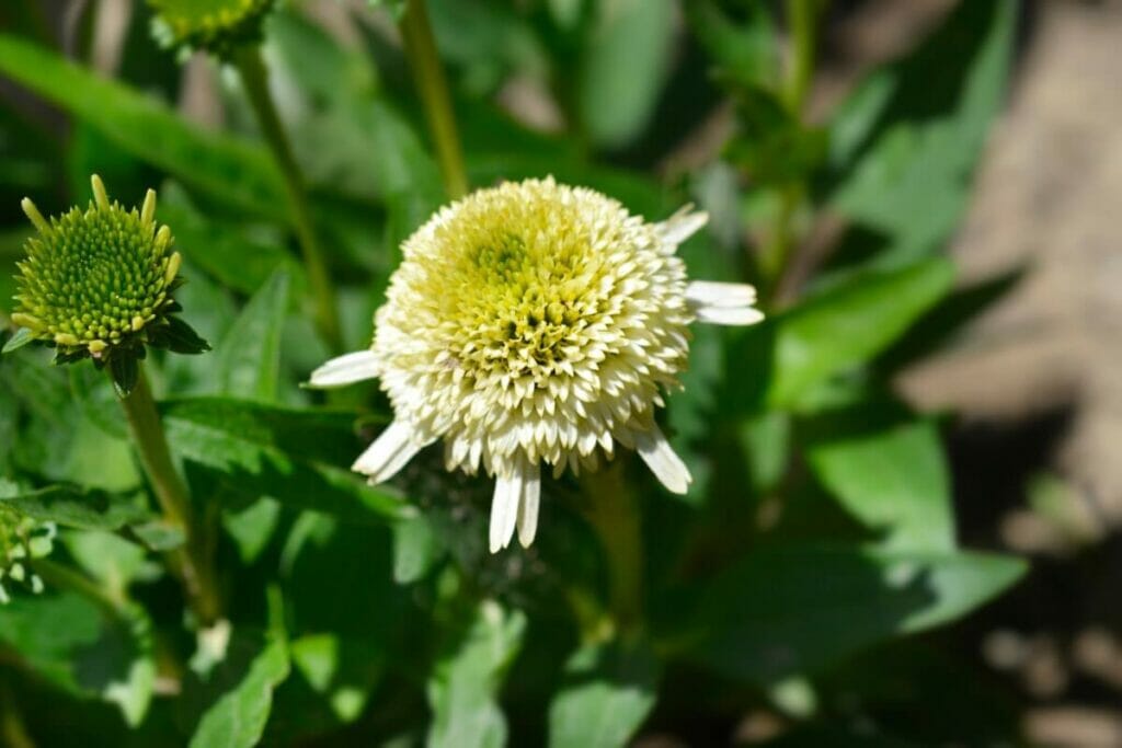 Echinacea purpurea 'Greenline'