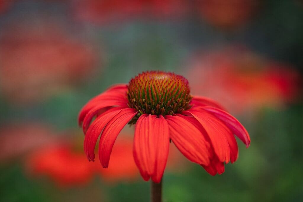 Echinacea 'Kismet Intense Orange'