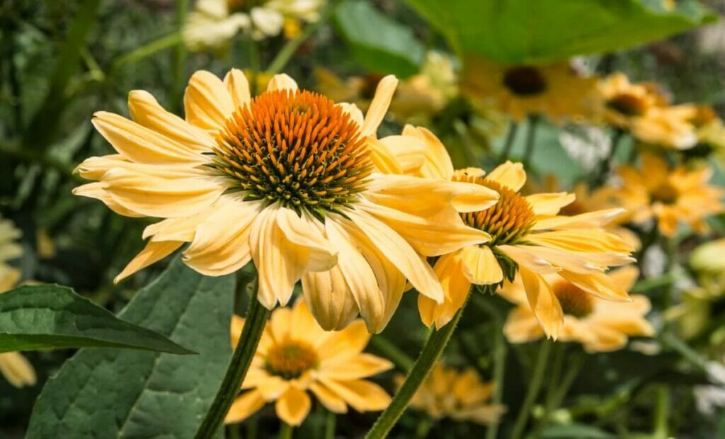 Echinacea 'Leilani'