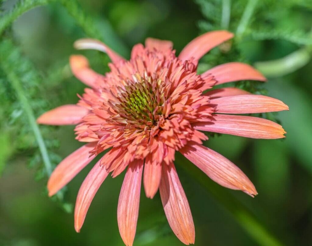 Echinacea 'Secret Passion'