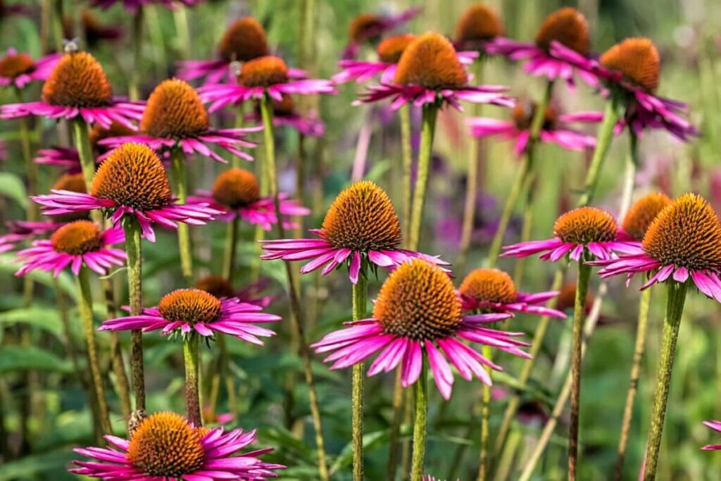 Echinacea purpurea 'Pica Bella'