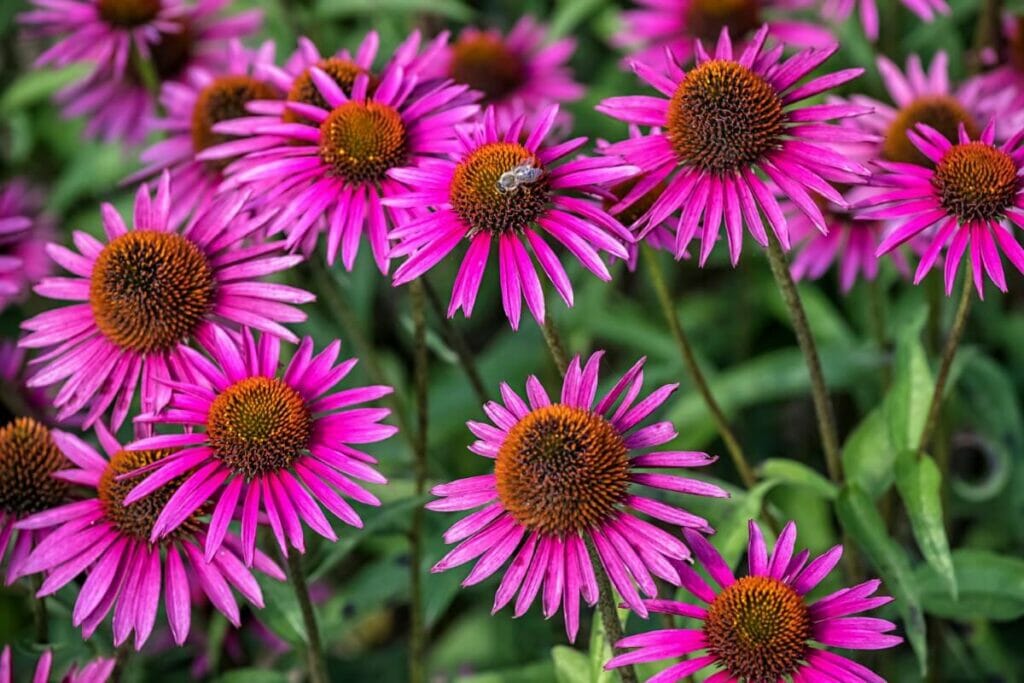 Conseils essentiels pour la culture de la fleur de coton