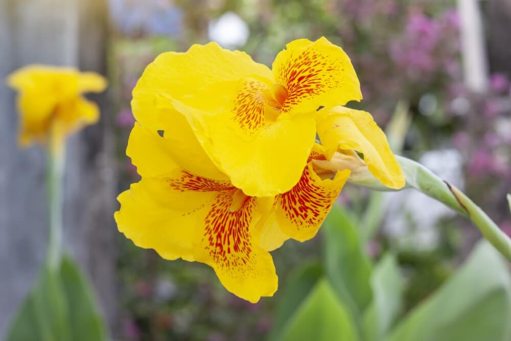 Les lys de Canna (Canna) sont des types populaires de fleurs jaunes.