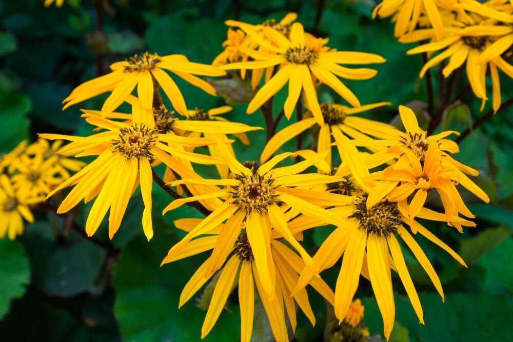 Les plantes léopard (Ligularia) sont des types populaires de fleurs jaunes.