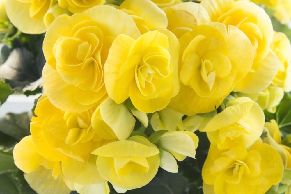 Les bégonias (Begonia) sont des variétés populaires de fleurs jaunes.
