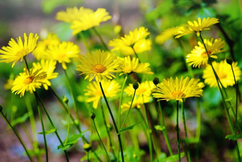 Les marguerites (Asteraceae) sont des types populaires de fleurs jaunes.