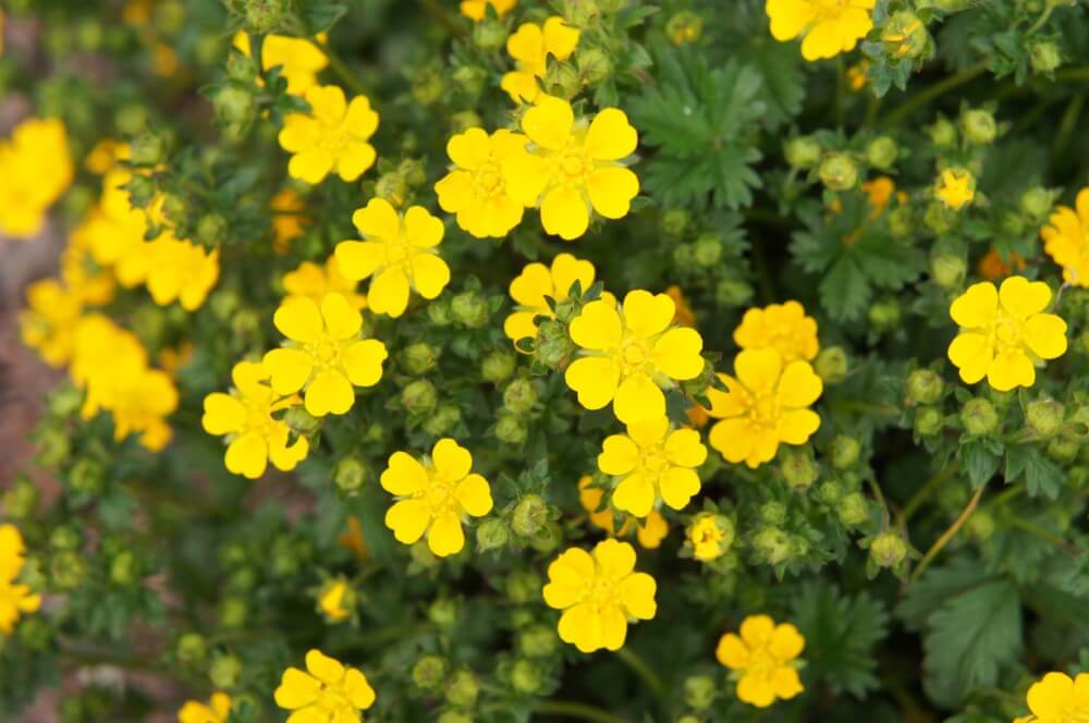 Potentille (Potentilla)