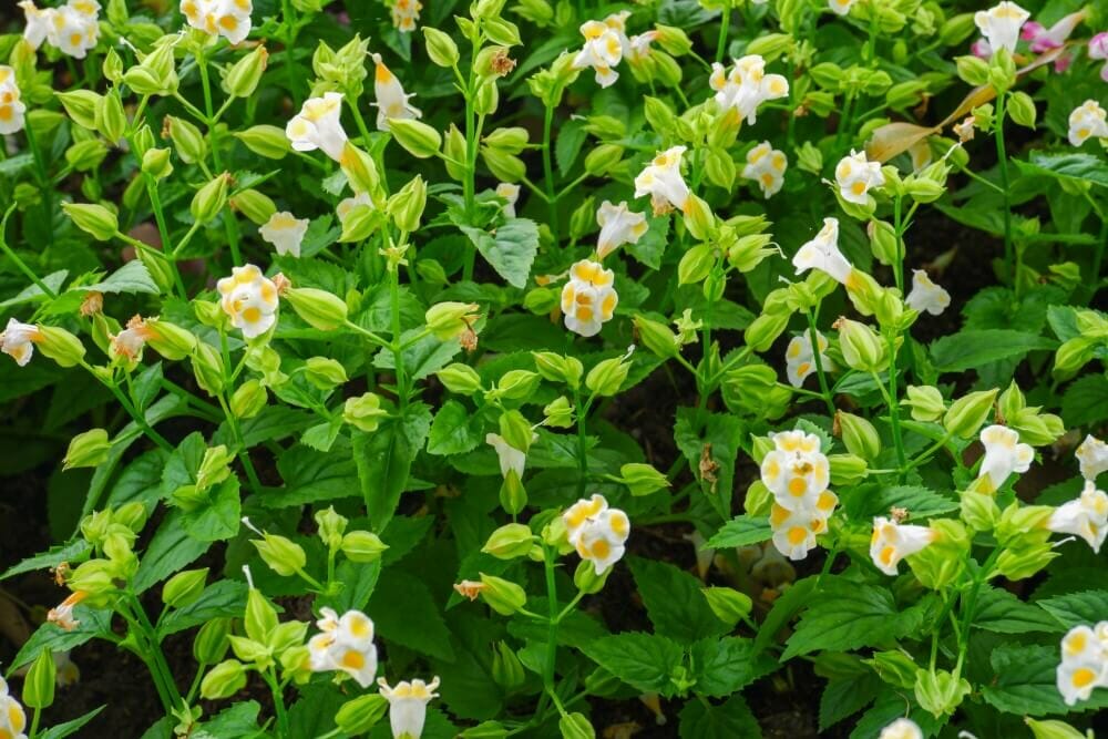 Fleur de l'épine dorsale (Torenia fournieri)