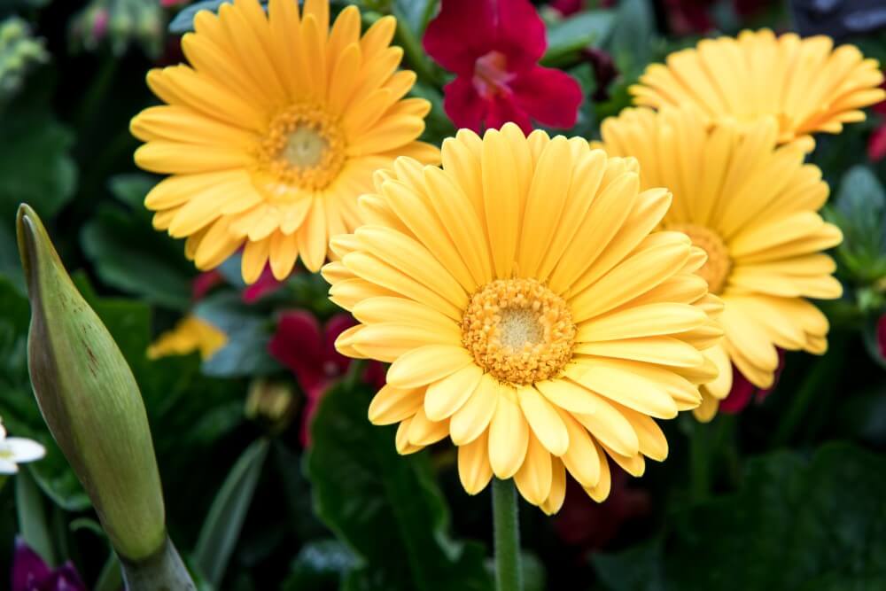 La marguerite Gerbera (Gerbera jamesonii) est un type populaire de fleurs jaunes.