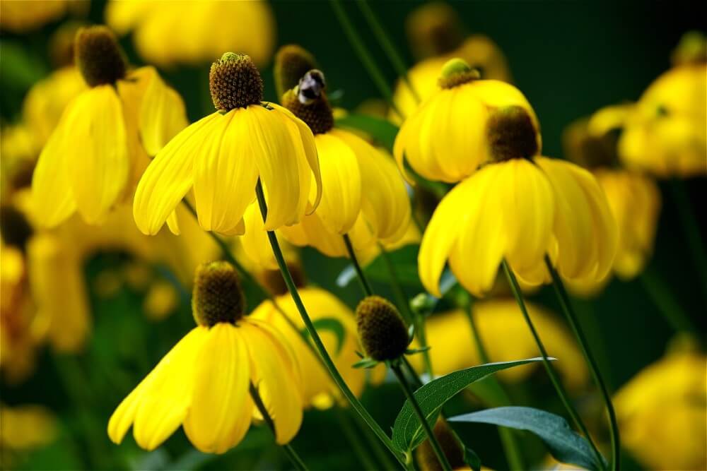 Echinacée jaune (Echinacea paradoxa)