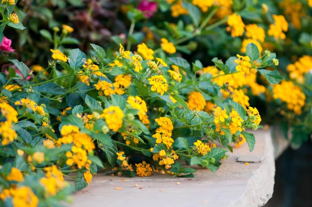 Les Lantana (Lantana) sont des types populaires de fleurs jaunes.